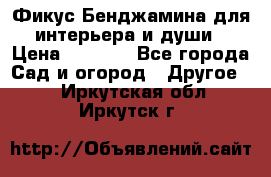 Фикус Бенджамина для интерьера и души › Цена ­ 2 900 - Все города Сад и огород » Другое   . Иркутская обл.,Иркутск г.